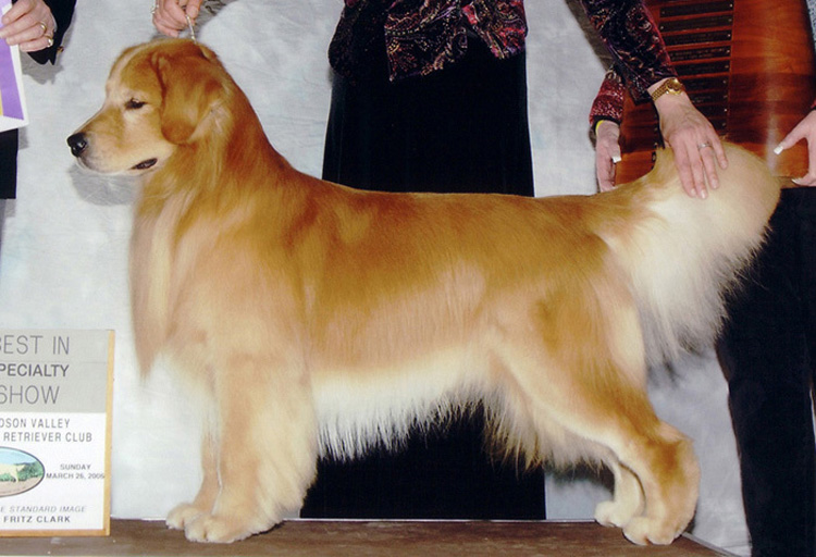 Top sales golden retriever